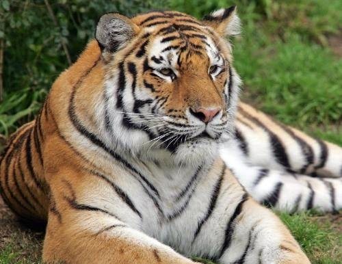 El tigre fue sacrificado con un disparo mientras atacaba a uno de los visitantes.