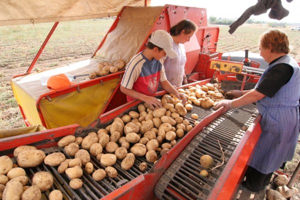  Patatas recogidas en la campaña del 2007, que se prolongó hasta julio de este año.   (Foto: Marcos Atrio)