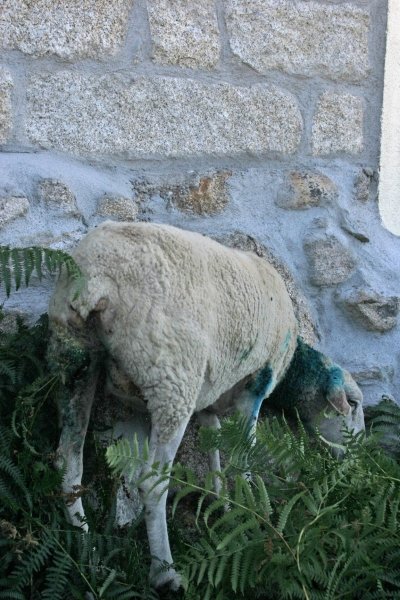 Esta oveja fue la más afectada y corre riesgo de muerte. (Foto: Martiño Pinal)