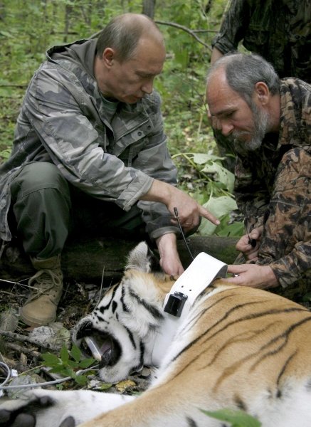 Vladimir Putin, junto al tigre abatido. (Foto: Alexey Druginin)