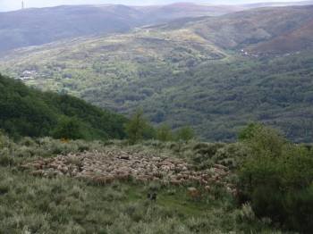 Un rebaño de ganado ovino, en un monte de la provincia ourensana. (Foto: D.G.)