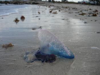 Una medusa 'fragata portuguesa', es una de las más peligrosas. (Foto: Archivo)