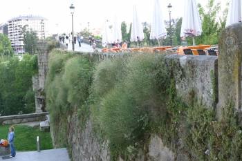 La vegetación cubre el Puente Romano. (Foto: JOSÉ PAZ)