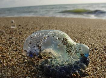 Ejemplar de medusa en una playa