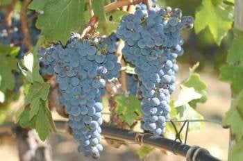 Racimos de uvas en  una viña. (Foto: MARTIÑO PINAL)