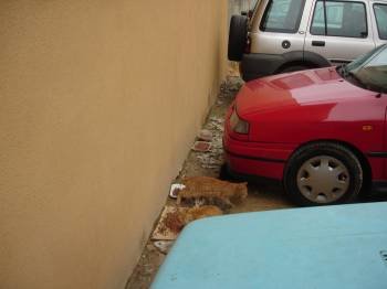 Gatos comiendo en el 'parking' de O Malecón.
