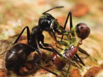 La hormiga de la derecha es una Camponotus saundersí explosionada en un ataque suicida