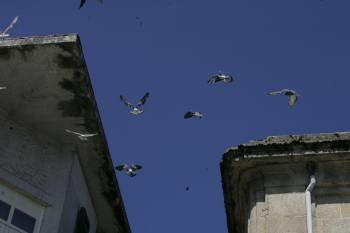 Las palomas causan serios problemas en el centro de Carballiño. (Foto: MARCOS ÁTRIO)