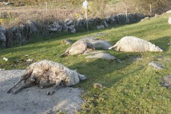 Ovejas muertas por un ataque de lobos en la localidad de Luintra. (Foto: MIGUEL ÁNGEL)