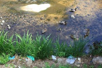 Un grupo de patos en el Barbaña, entre bolsas plásticas. (Foto: J.P.)
