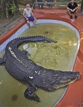 Fotografía reciente que muestra a 'Cassius', el cocodrilo de agua salada más grande del mundo en cautiverio, junto a propietario del criadero de cocodrilos 'Marineland Melanisia', George Craig  (Foto: EFE)