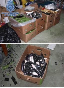 Fotografías facilitadas por la Policía Nacional del alijo de plátanos falsos de plástico que ocultaban 450 kilos de cocaína intervenidos en el puerto de Algeciras (Cádiz) procedentes de Ecuador (Foto: EFE)