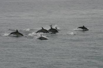 Imagen de varios ejemplares de delfín avistados en las costas coruñesas. (Foto: ARCHIVO)