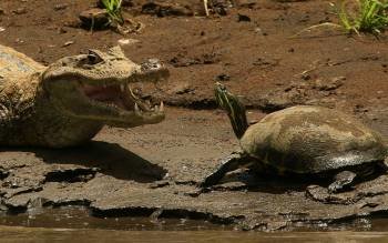 Un caimán y una tortuga toman el sol, en el Refugio de Vida Silvestre Caño Negro. EFE