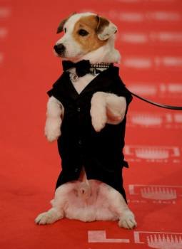 Pancho es el perro más famoso de la tele, conocido como el 'perro de la Lotería'. (Foto: ARCHIVO)