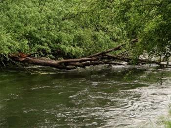 Uno de los árboles cruzando el cauce del río Avia.