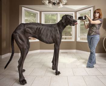 Zeus es un gran danés de Michigan que, con 111,8 centímetros, es el perro más alto del mundo. (Foto: GWR)