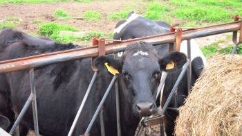 El Sindicato Labrego Galego (SLG) denuncia a industrias lácteas, como Lactalis y Leite Río, por 'reventar' el 'proceso de construcción de precios' 