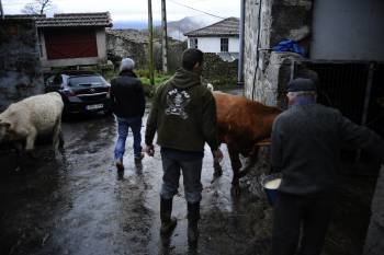 Vecinos de Recarei recogen su ganado. La noticia causó profunda conmoción en el pueblo. (Foto: MARTIÑO PINAL)
