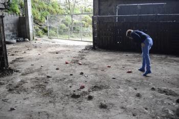 Estela María Diéguez observa los cebos de carne con narcótico, en su granja. (Foto: MARTIÑO PINAL)