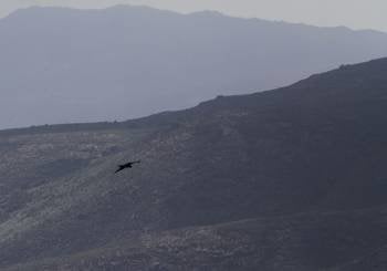 Silueta de una de las aves rapaces que habitan en los montes de Melón y que podrían convertirse en un reclamo para el turismo. (Foto: FOTOS: MIGUEL ÁNGEL)