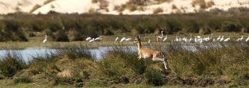 Un ciervo y un grupo de cigüeñas en la laguna de Santa Olalla, en pleno corazón de Doñana. (Foto: EFE )