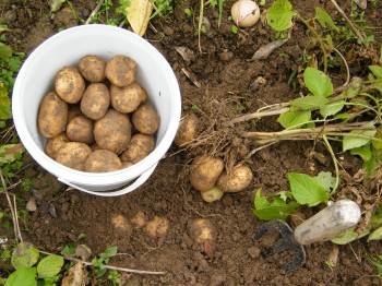 Las patatas, uno de los alimentos que más incrementaron su precio durante el último año.