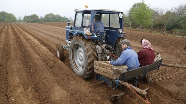 Dos agricultores se disponen a sembrar patatas en una finca (XESÚS FARIÑAS)