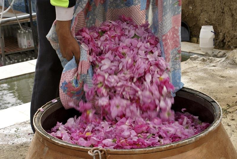 Fotografía facilitada por el Ayuntamiento de Ghamsar, un pueblo iraní que vive de las rosas o, al menos, de su destilado 
