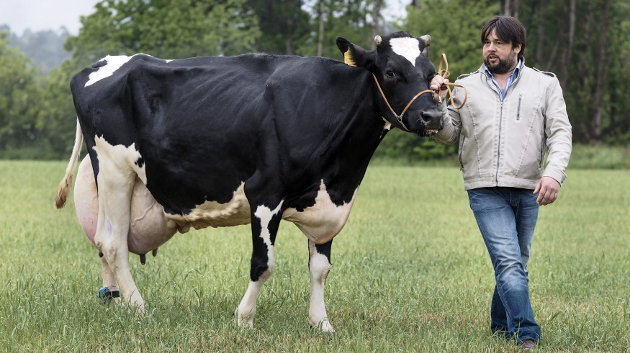 n ejemplar de una ganadería de la Mariña de Lugo, la vaca frisona &#39;Kaliña&#39;, de madre gallega, Adela, y padre francés, el semental Jocko Besne fallecido en 2012, ha sido premiada