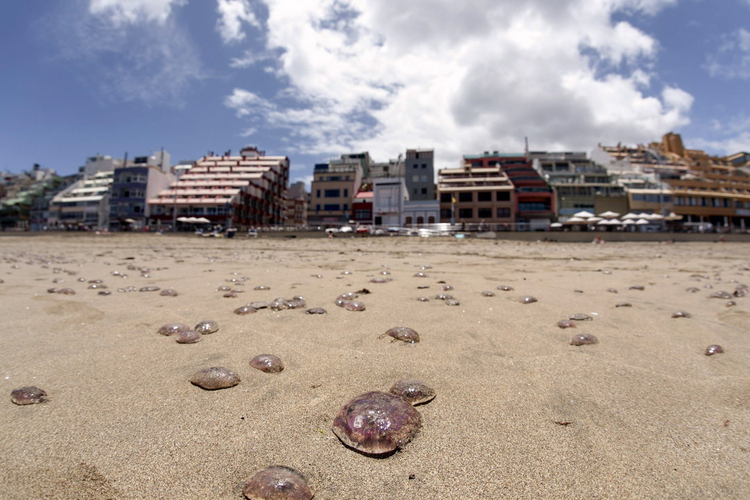 Las Palmas de Gran Canaria ha activado en sus playas el protocolo de prevención de medusas