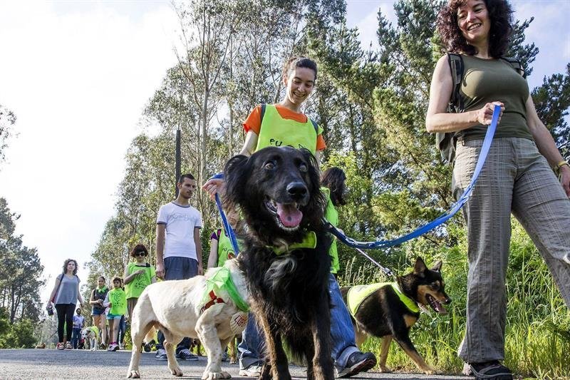 Voluntarios y padrinos de la Fundación Refugio de Animales realizan la última etapa del Camino de Santiago