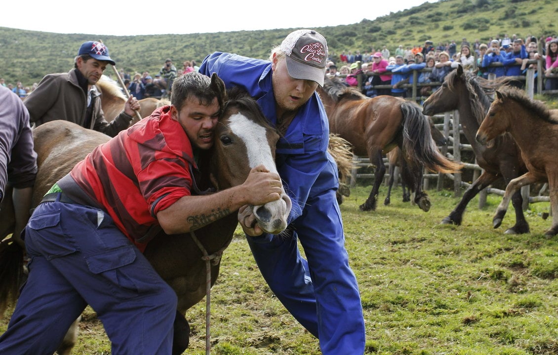 Dos hombres intentan sujetar a un caballo durante A Rapa das Bestas del Campo do Oso