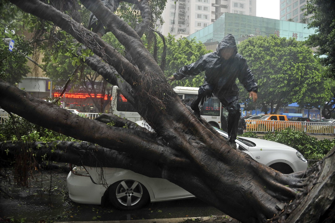 Un hombre trepa sobre un árbol que ha destrozado un coche tras derrumbarse por las fuertes lluvias en una calle de Fuzhou en la provincia de Fujian

