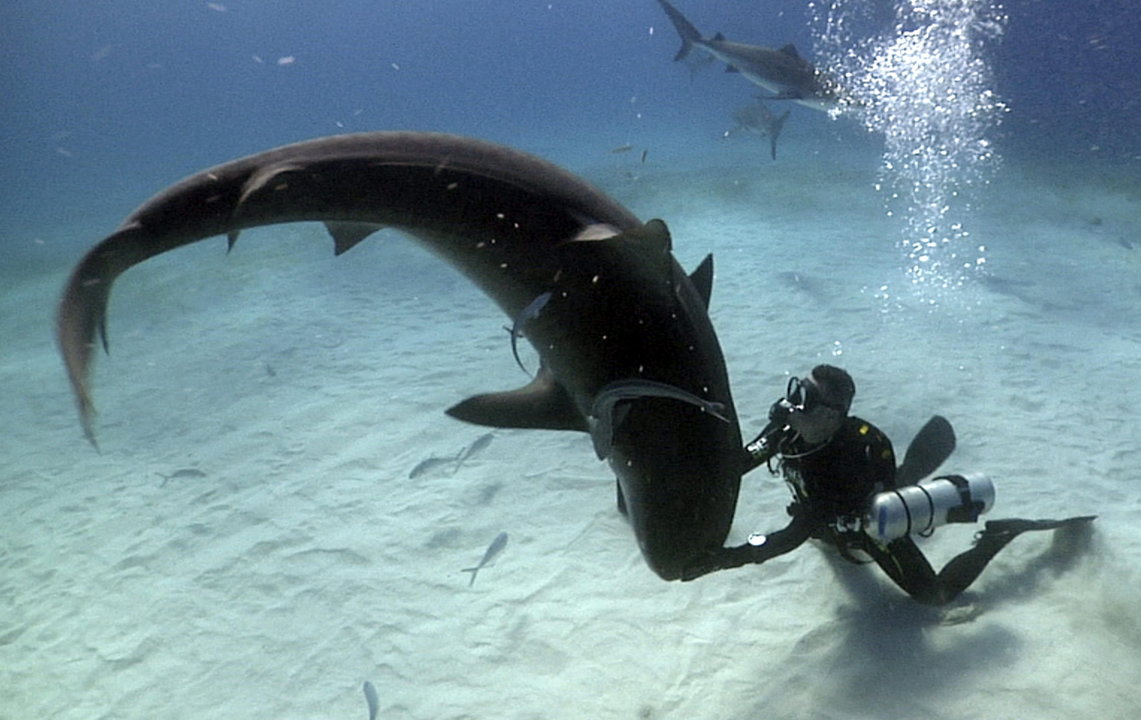 Fotografía facilitada por Karlos Simón que puede convivir sin problemas con todo tipo de tiburones y es una de las pocas personas capaces de inducirles inmovilidad tónica en su propio hábitat