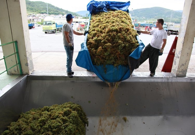 Trabajadores de la Cooperativa del Ribeiro recogen los kilos de uva destinados a elaborar el vino de la Denominación el pasado septiembre