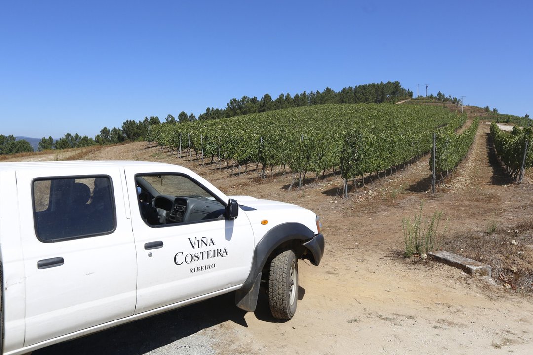 Ribadavia. 20-08-15. Provincia. Control de calidade dos viñedos da cooperativa do ribeiro mediante un dron.
Foto: Xesús Fariñas