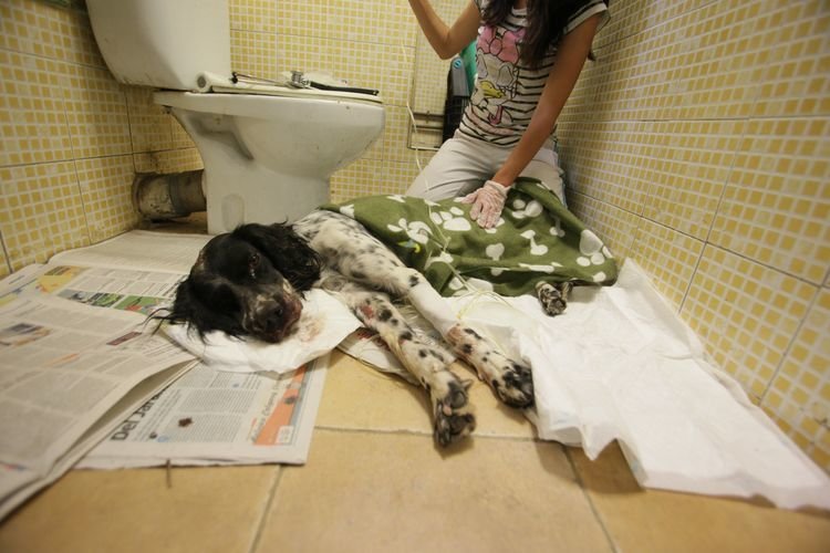 Ourense, Eiroás. 3-09-2015. Asistencia al perro encontrado malherido en ourense, lo asite Area. Paz