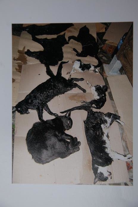 Ourense. 28-12-2016. Gatos envenenados en Doctor Fleming. Paz