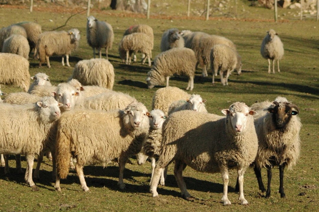 07-10-10 raza de oveja gallega en las instalaciones de Boaga en Fontefiz, Coles