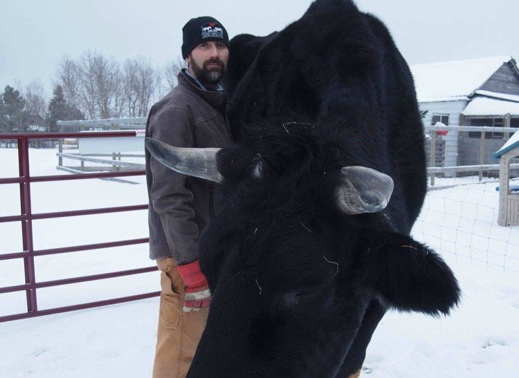 Vaca gigante en Canadá