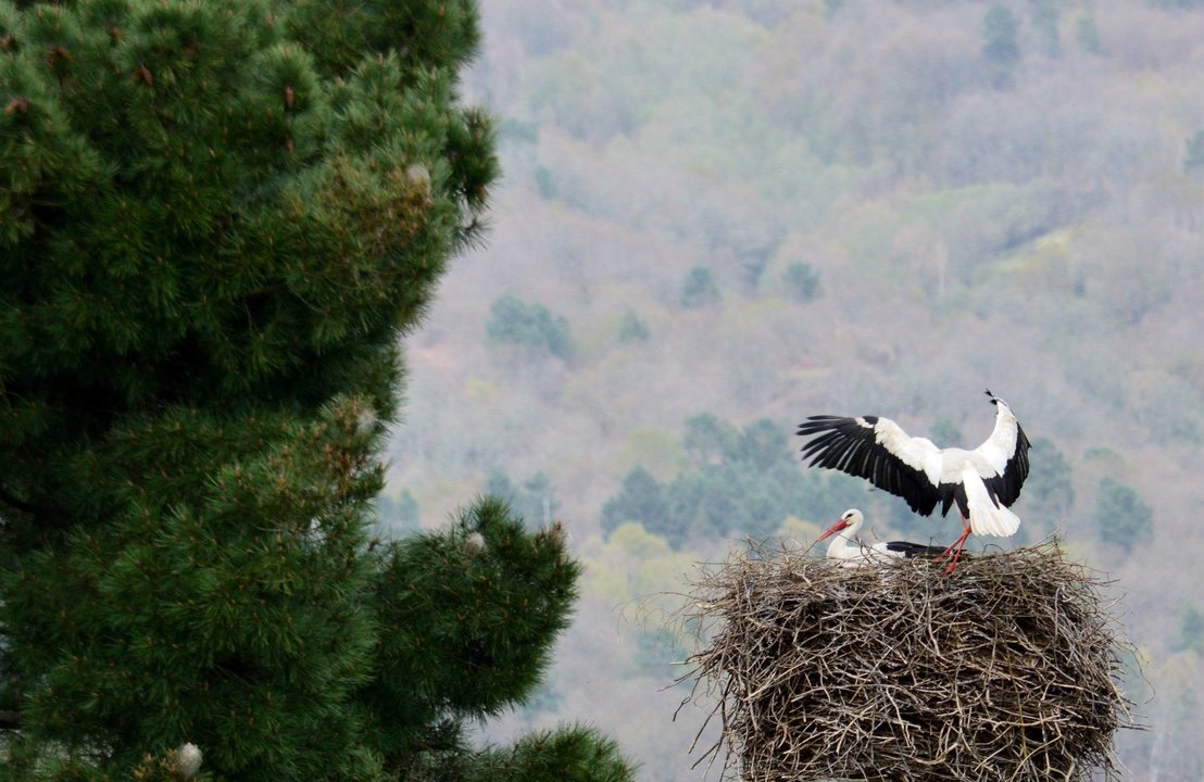 En época de incubación, uno de los miembros de la pareja cuida los huevos mientras el otro consigue alimentos y vigila la seguridad del nido.