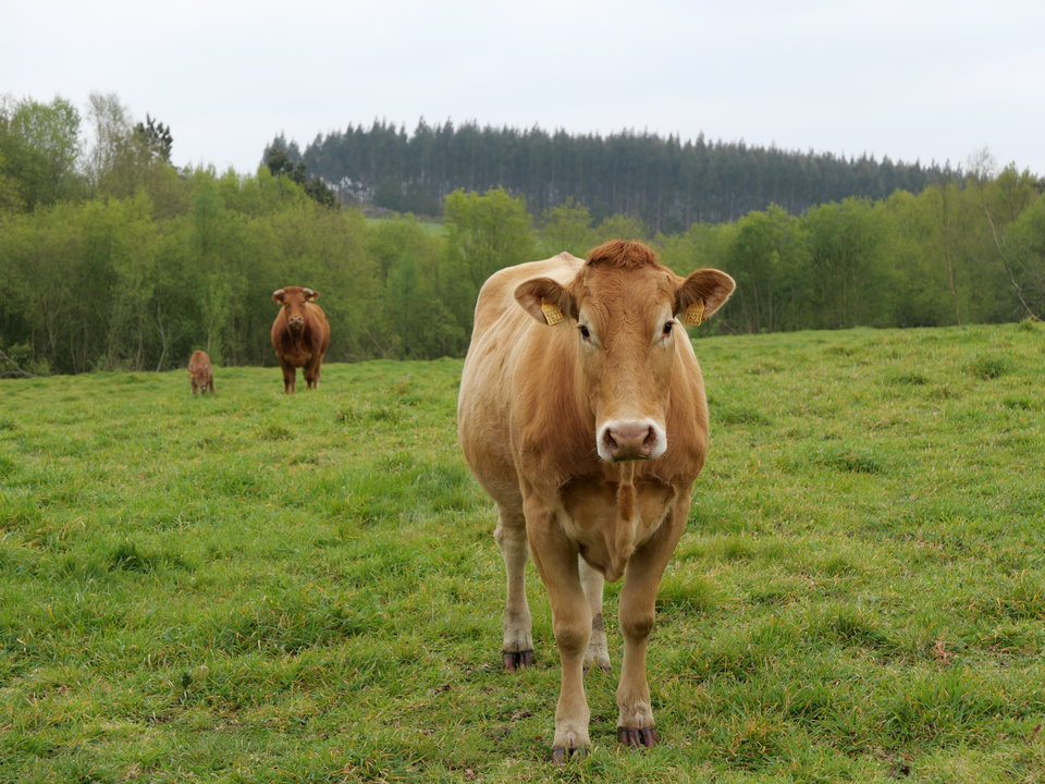 Una vaca mira a la cámara en Vilasantar, señal en la carretera y ganado pastando en Boimorto.