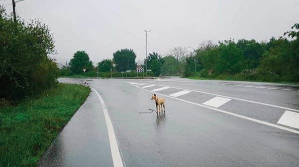 El perro en la carretera tras soltarse de la cadena de la finca.