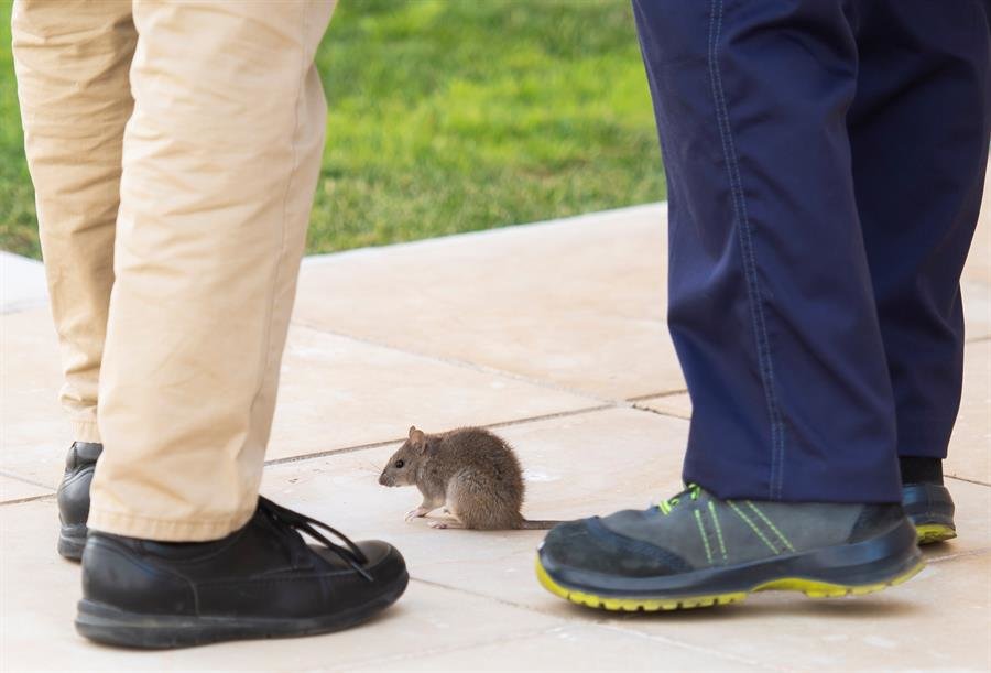 La rata que ha irrumpido en el Parlamento andaluz este miércoles, en plena sesión.