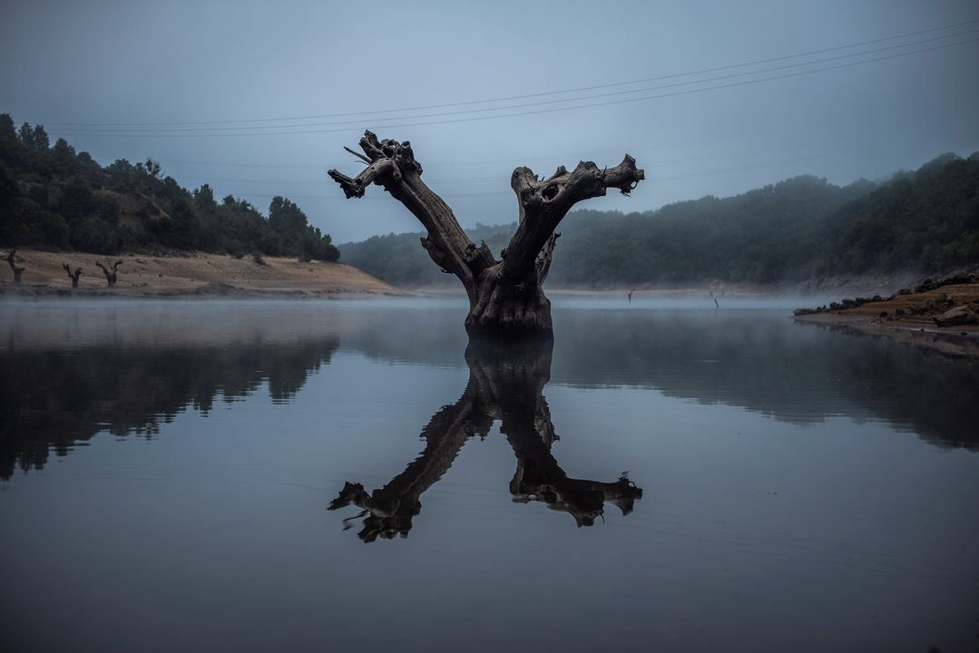 El tronco de un árbol emerge del embalse semivacío de O Bao, en Viana do Bolo, Ourense. 