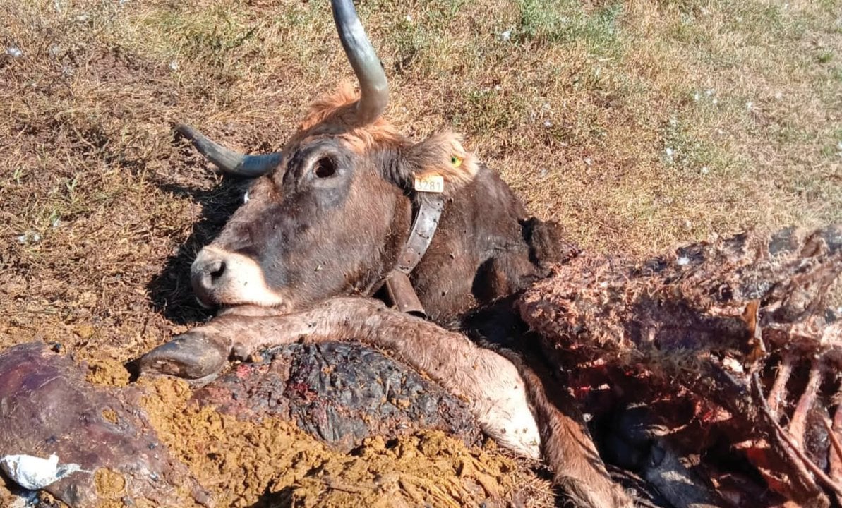 Vaca del ganadero Miguel Gómez, tras el ataque de un lobo en septiembre.