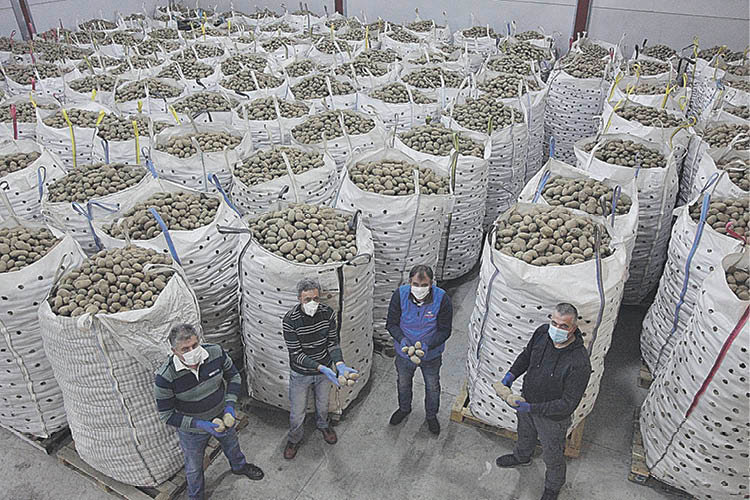 Sacos de patatas almacenados en una empresa de Sarreaus. (MIGUEL ÁNGEL)
