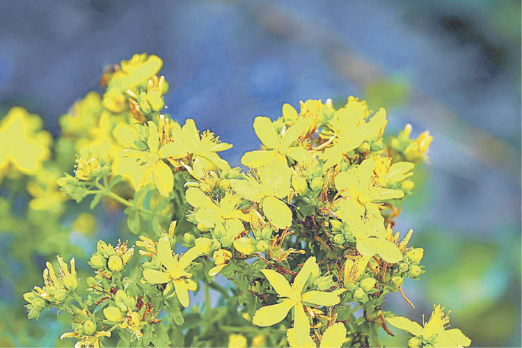 El hipérico, en floración, que se extiende todo el verano.