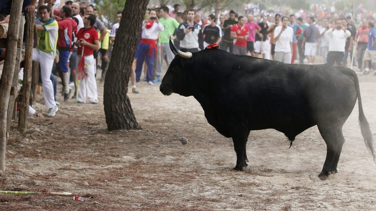 El toro "Elegido" durante el Torneo del Toro de la Vega de Tordesillas (Valladolid) en 2014. EFE/R. GARCIA.